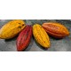 Contaminazioni di Cacao